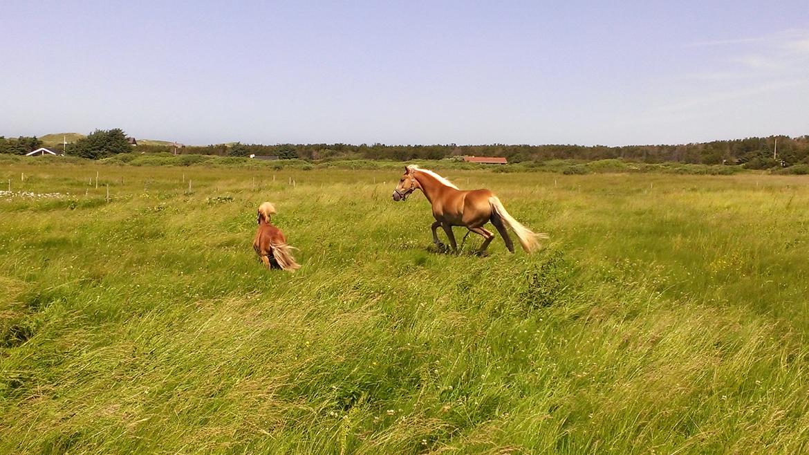 Shetlænder Pedro (givet væk) billede 20