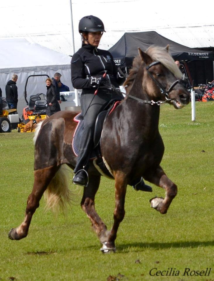 Islænder Fengur frá Alfholum billede 26