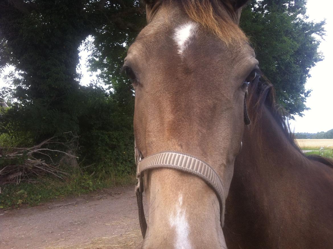 Anden særlig race Magnolias Chavilina billede 2