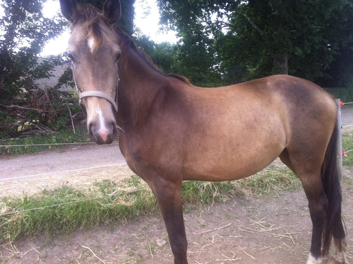 Anden særlig race Magnolias Chavilina billede 3