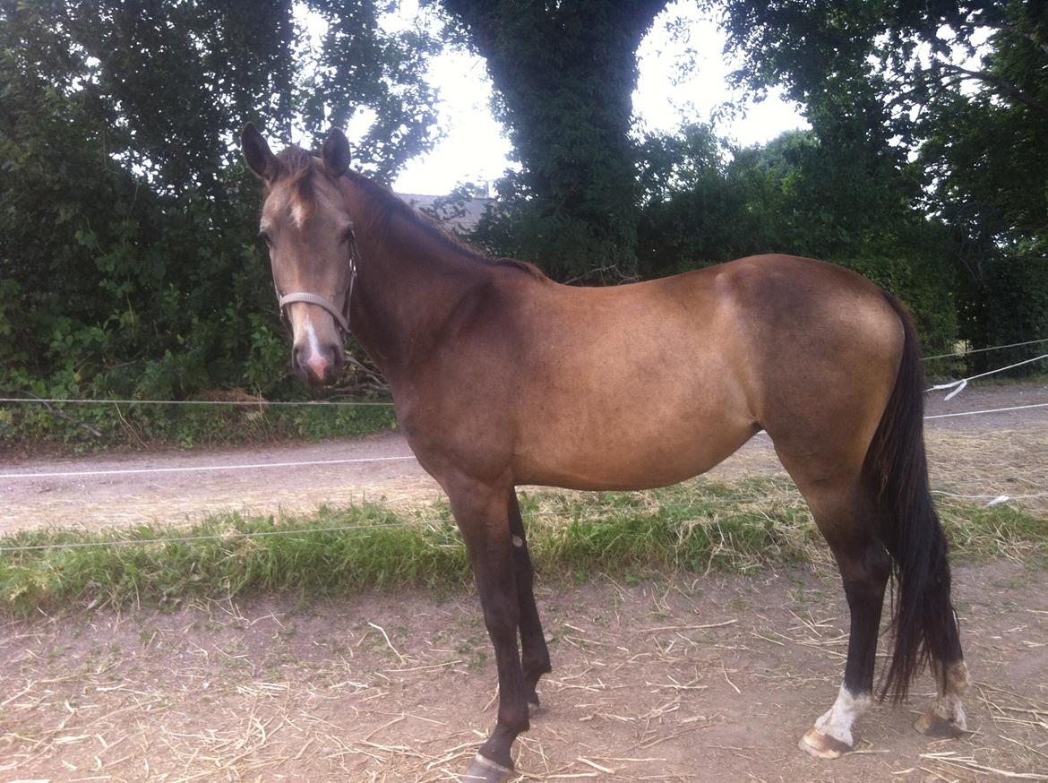 Anden særlig race Magnolias Chavilina billede 4