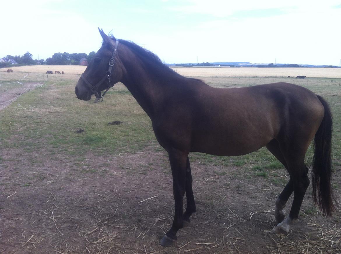 Anden særlig race Magnolias Chavilina billede 5