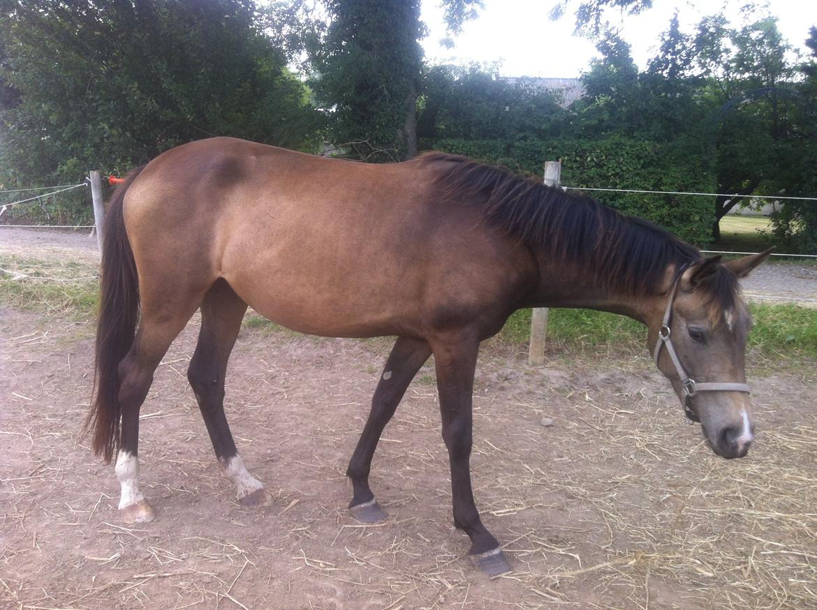 Anden særlig race Magnolias Chavilina billede 6