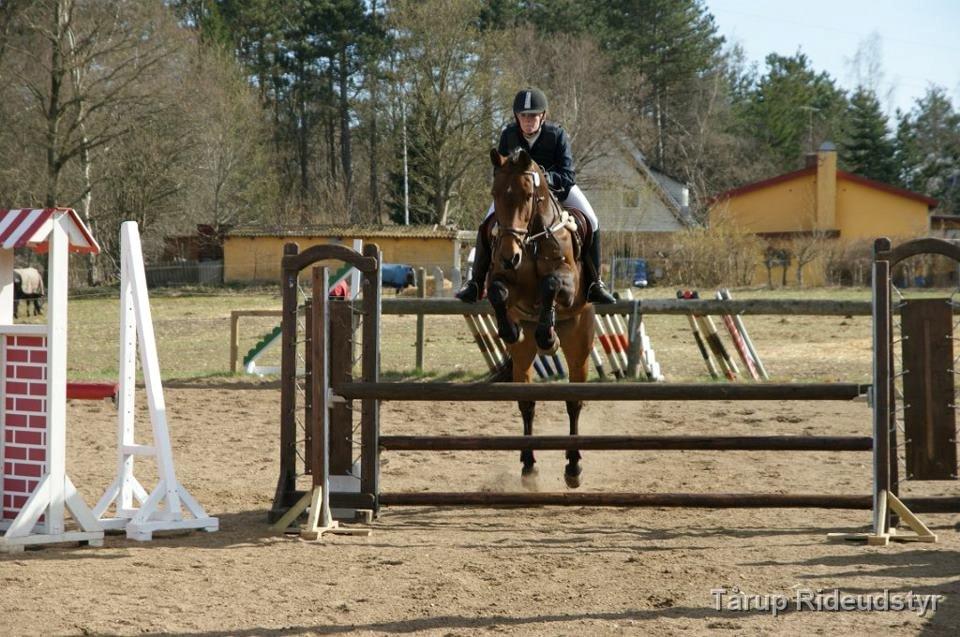 Zangersheide D. Chriesafie Z - Du giver mig al den selvtillid jeg skal bruge! Du springer alt uanset hvordan jeg får dig hen til springet! Det elsker jeg dig for <3 billede 11