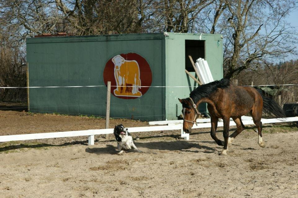 Anden særlig race New Dawn (Spring) - Dawn og Kalzo leger tagfat billede 9