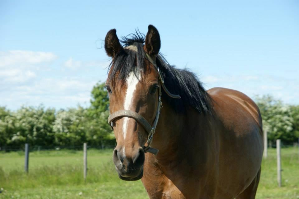 Anden særlig race New Dawn (Spring) - "Hmm, jeg er vist ikke så god til det her med grimer..." billede 10