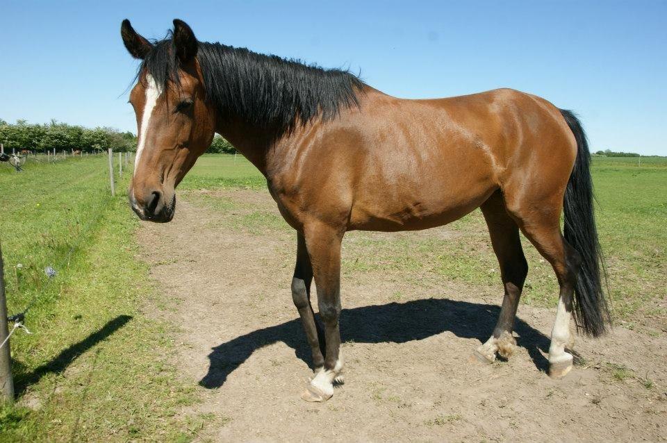 Anden særlig race New Dawn (Spring) - Dawn er blevet SÅ smuk! billede 11