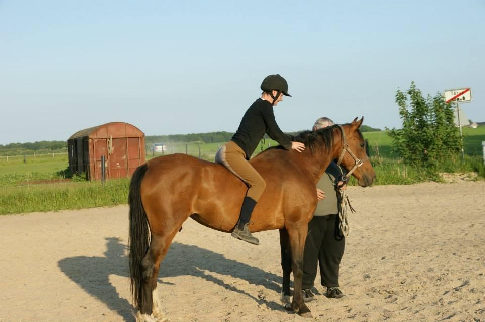 Anden særlig race New Dawn (Spring) - 3. gang med rytter :) billede 12