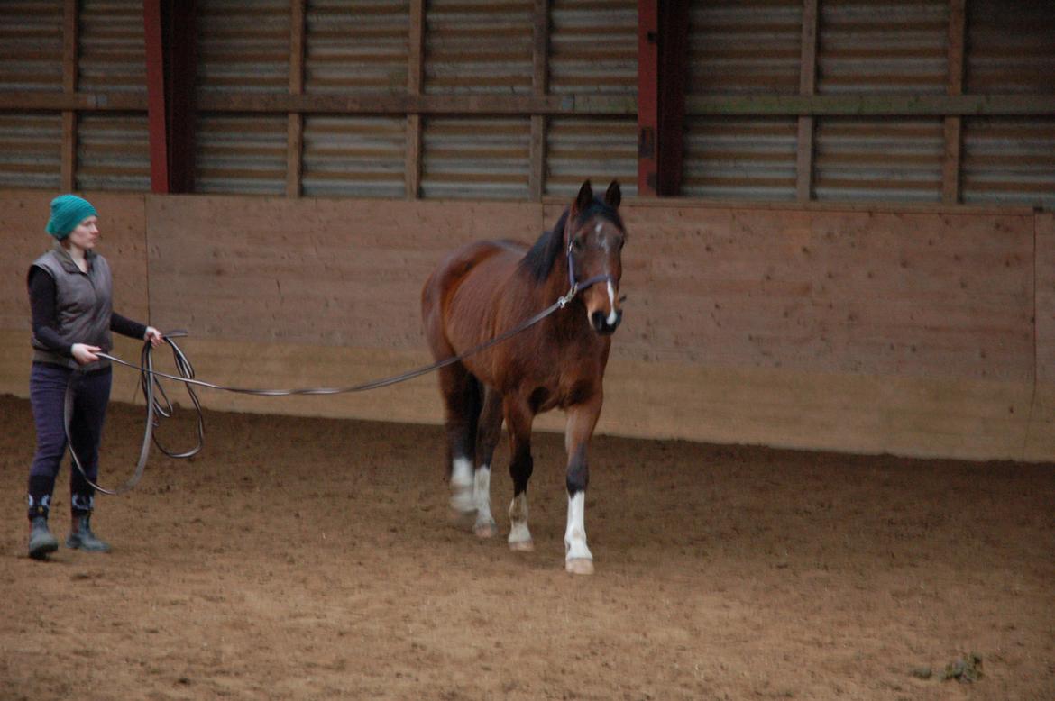 Anden særlig race Fanfare billede 12