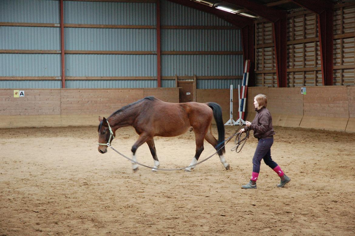 Anden særlig race Fanfare billede 13