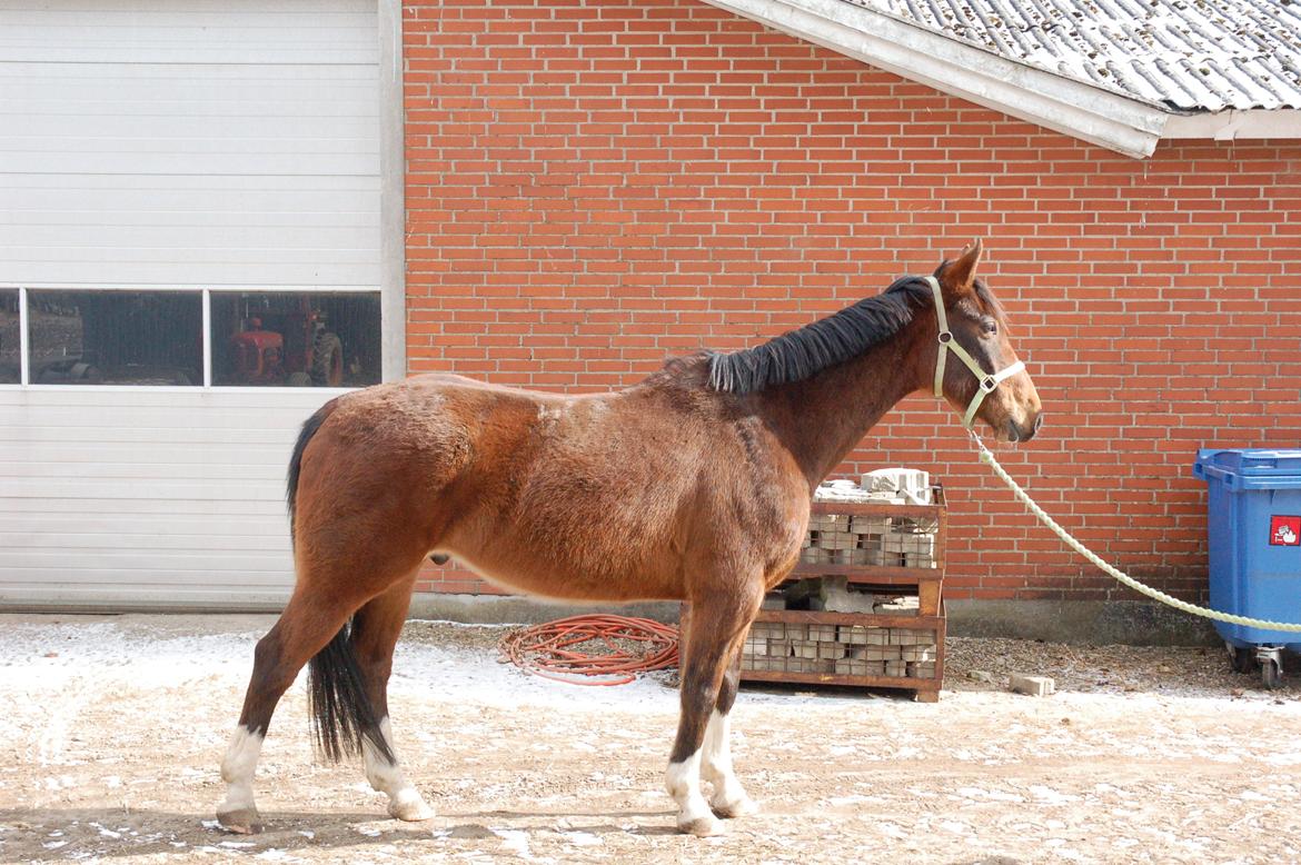 Anden særlig race Fanfare billede 5