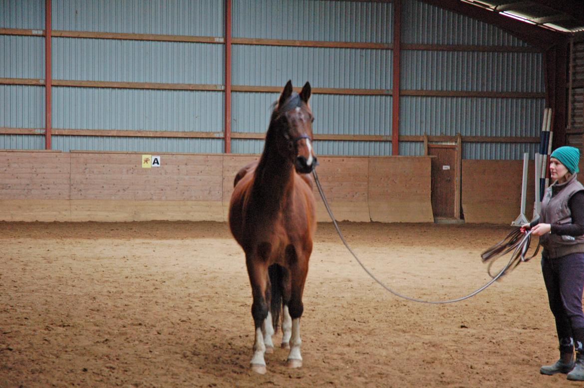 Anden særlig race Fanfare - Fanfare i træning billede 1