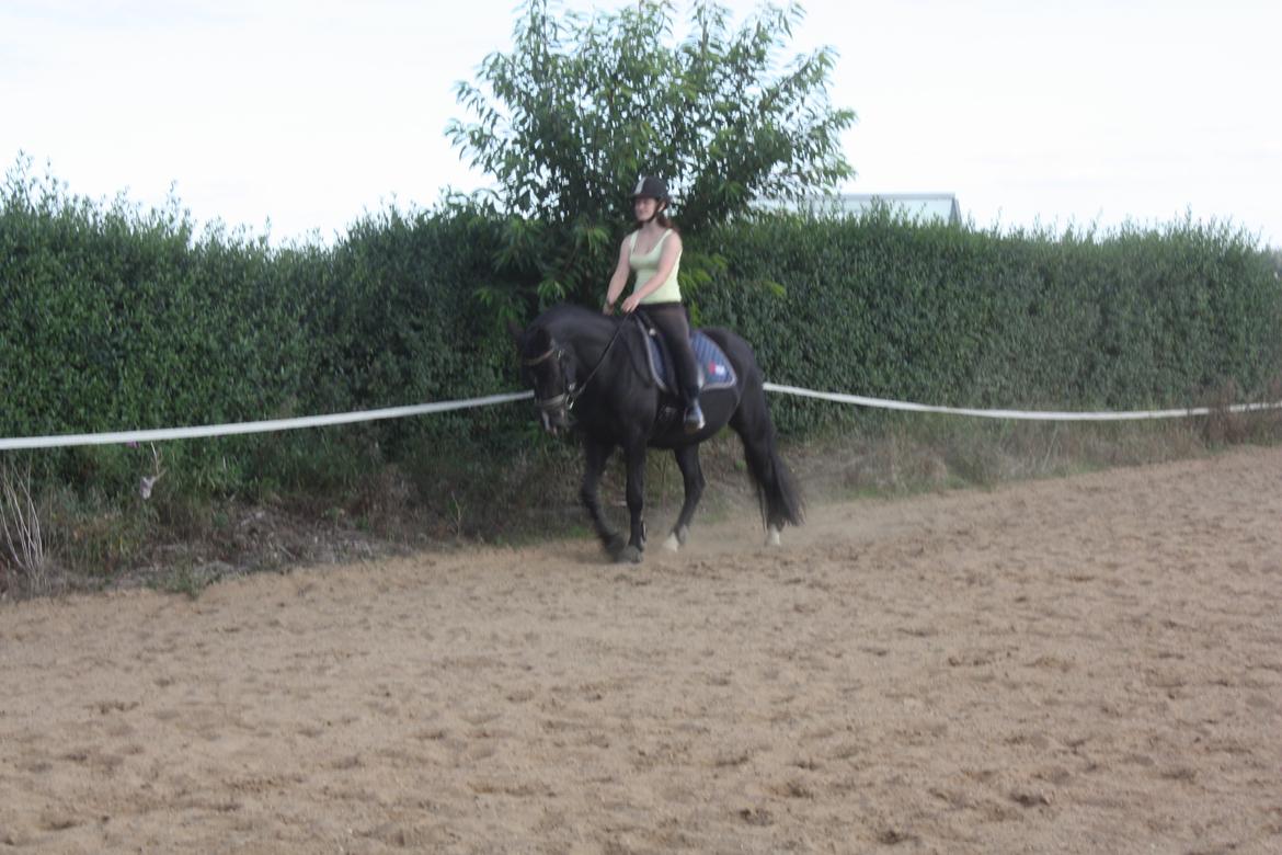 Anden særlig race Moon Dancer - Moon redet 3 måneder (3 år) billede 9
