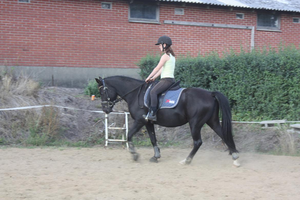 Anden særlig race Moon Dancer billede 11