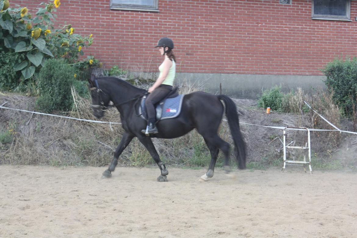 Anden særlig race Moon Dancer billede 12