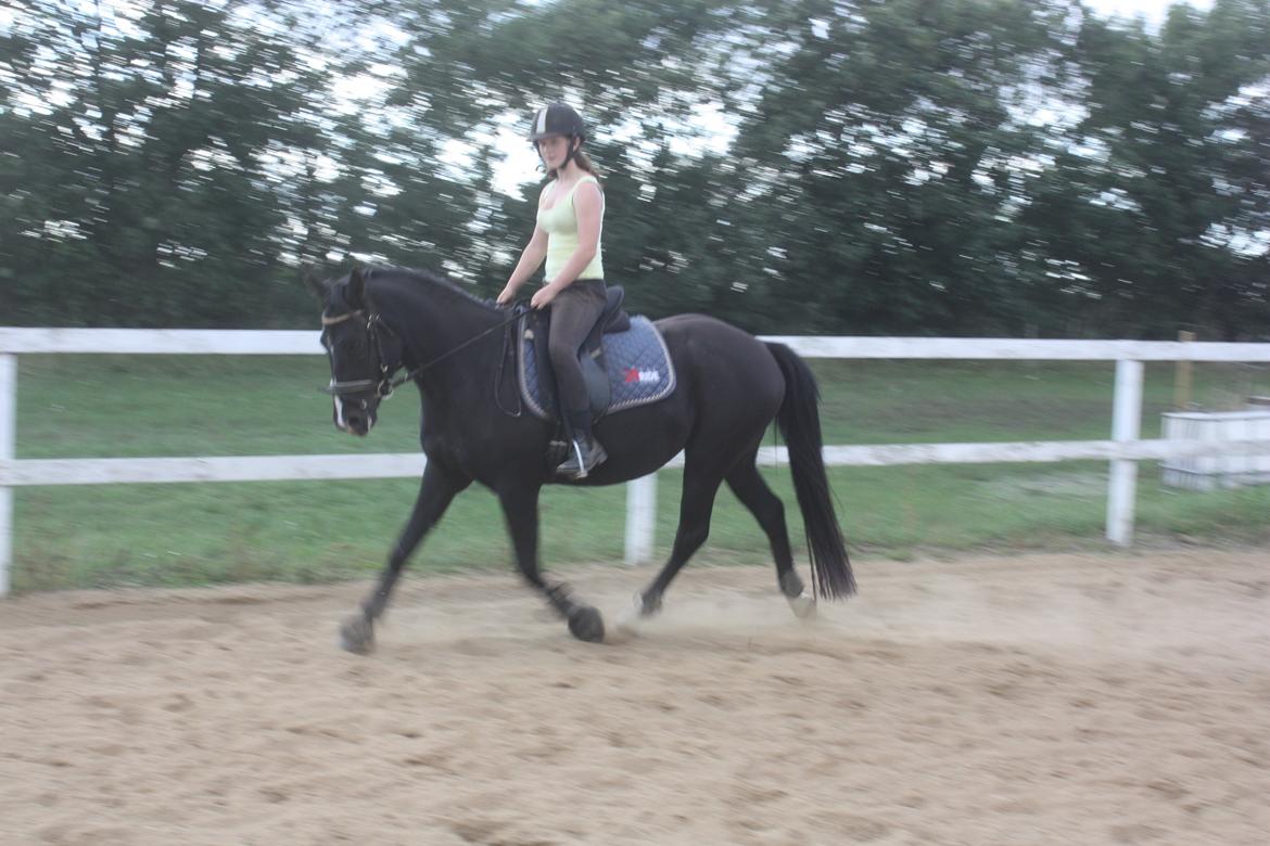 Anden særlig race Moon Dancer billede 14