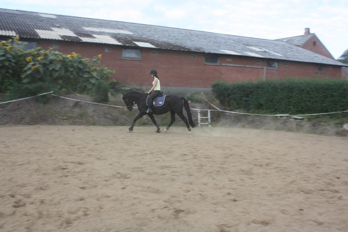 Anden særlig race Moon Dancer billede 15