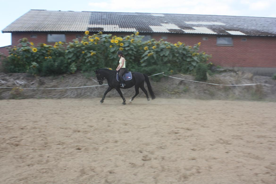 Anden særlig race Moon Dancer billede 16