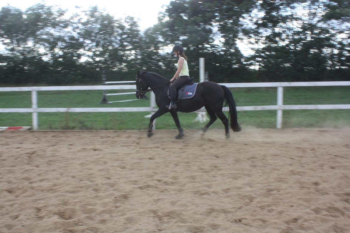 Anden særlig race Moon Dancer billede 17