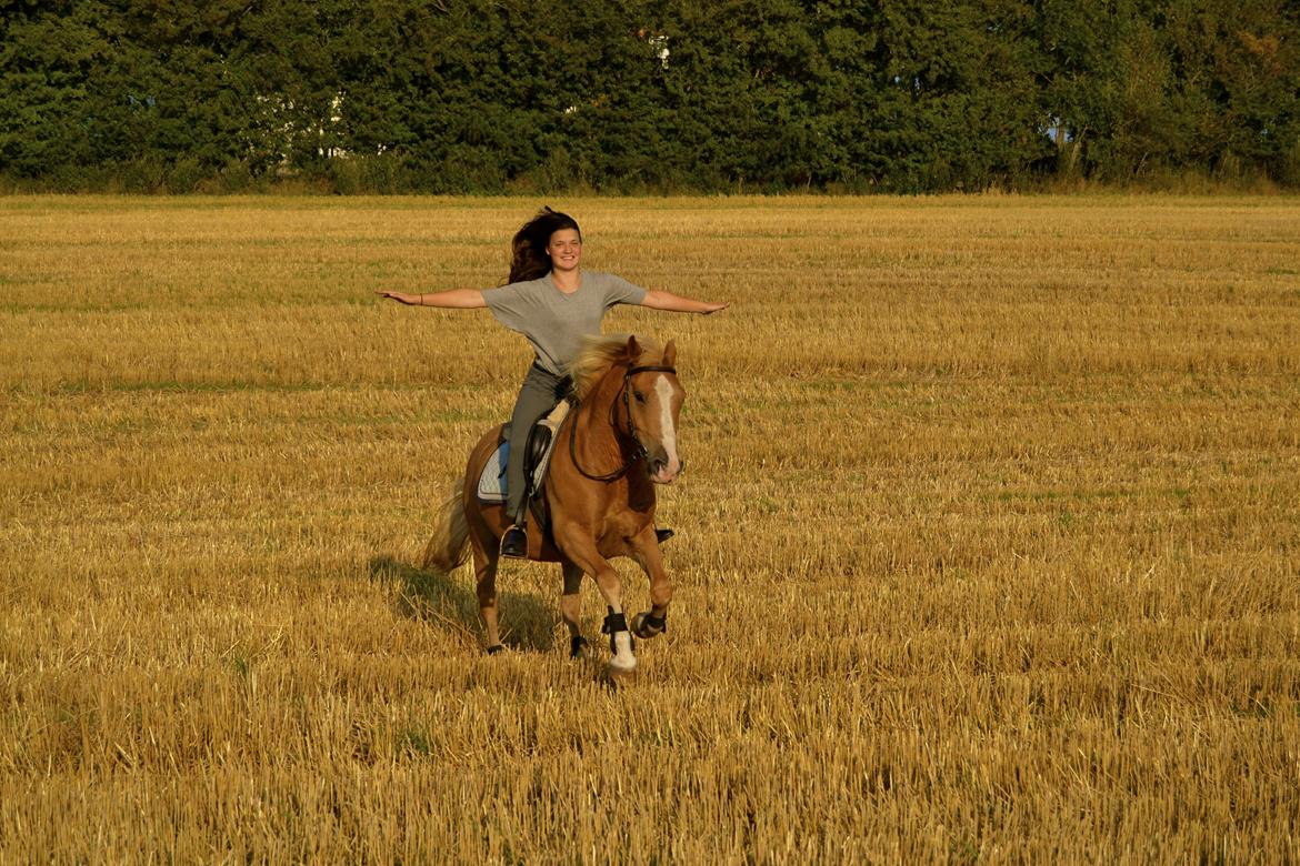 Haflinger Timon - Min sidste tur på Timon inden han blev solgt.. :( billede 1