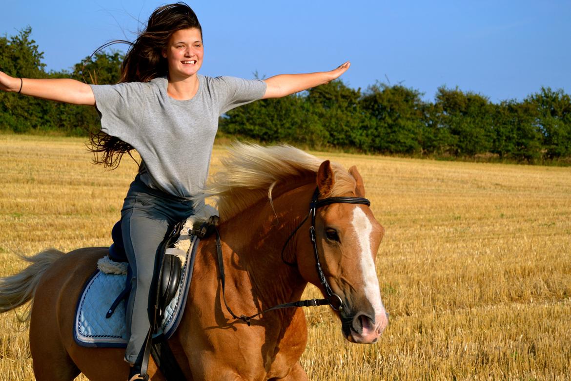 Haflinger Timon - I believe i can fly billede 2