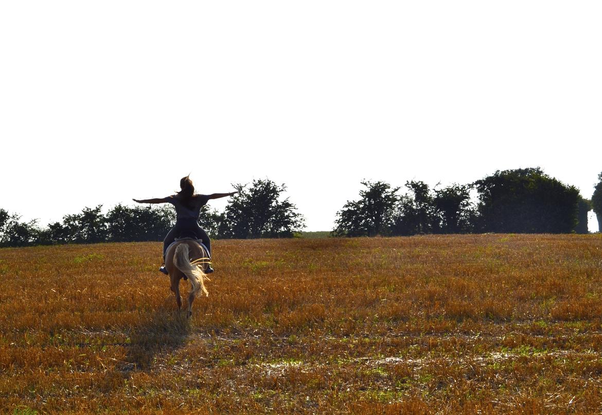 Haflinger Timon billede 3