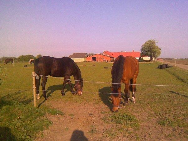 Anden særlig race Laban billede 6