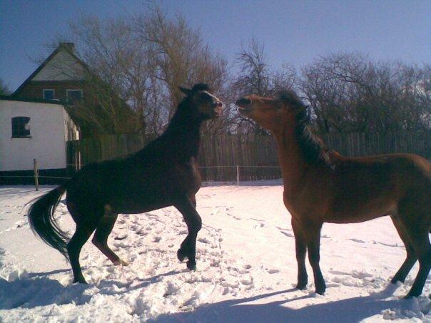 Anden særlig race Laban billede 7
