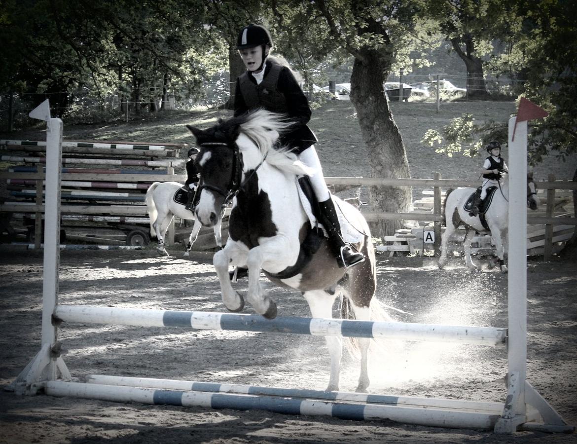 Anden særlig race Jack (savnet) - Savner ham mere end nogen anden!  billede 3
