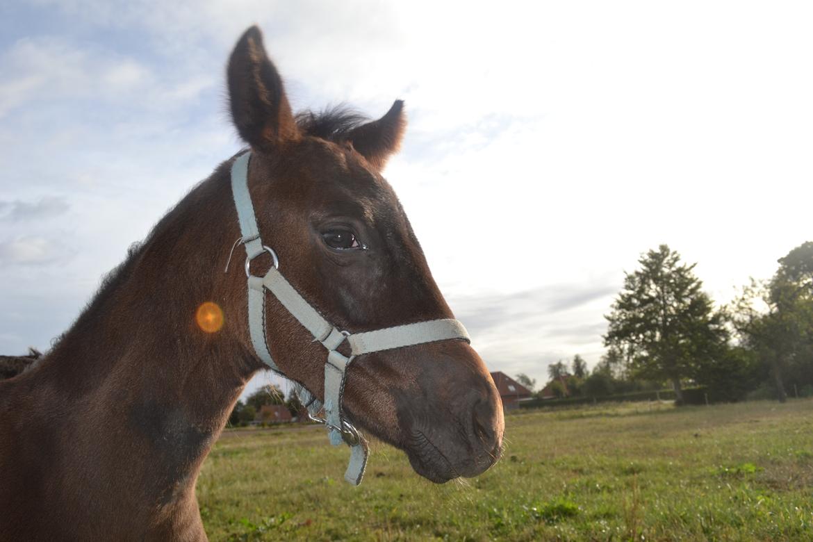 Anden særlig race Musique-Girl billede 22