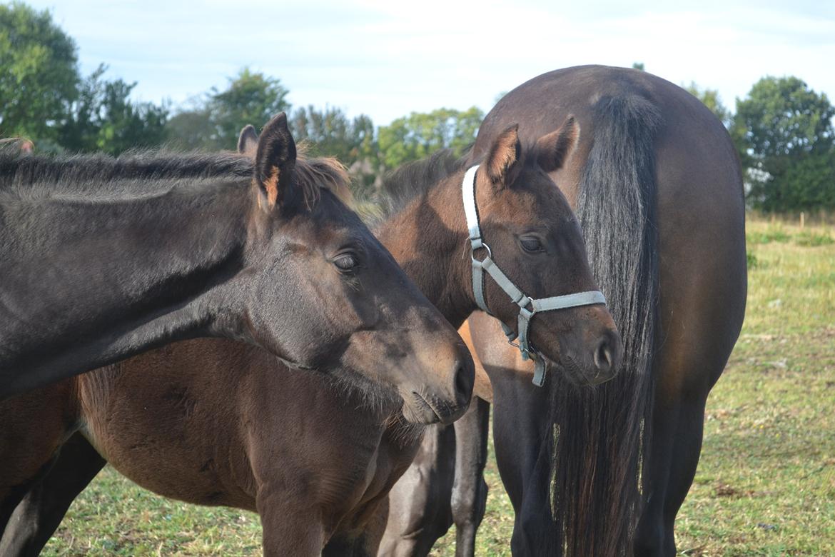 Anden særlig race Musique-Girl billede 23