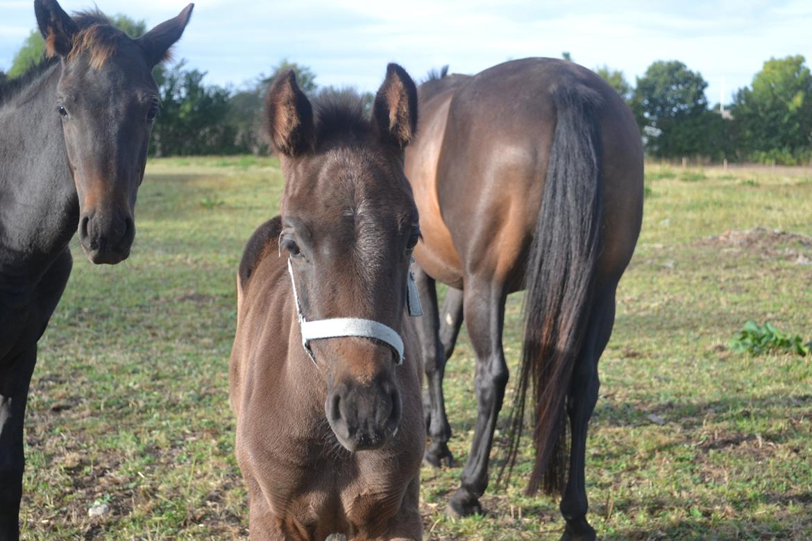 Anden særlig race Musique-Girl billede 24