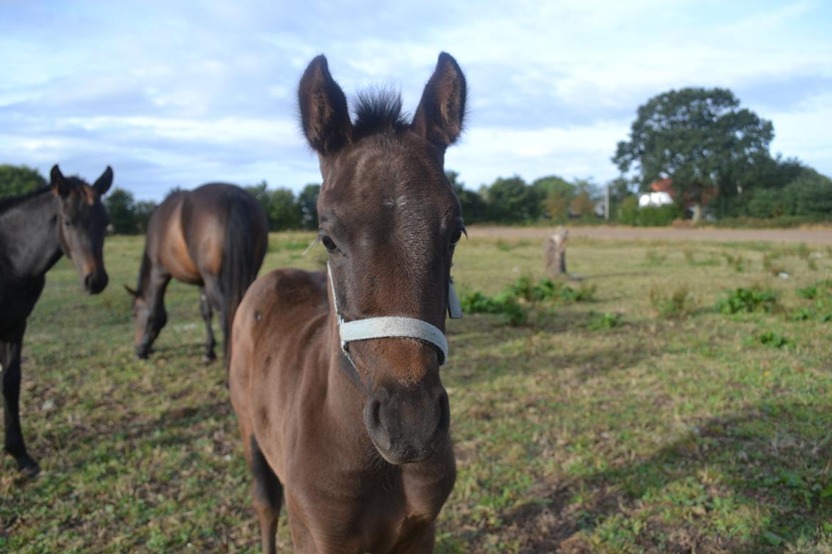 Anden særlig race Musique-Girl billede 25