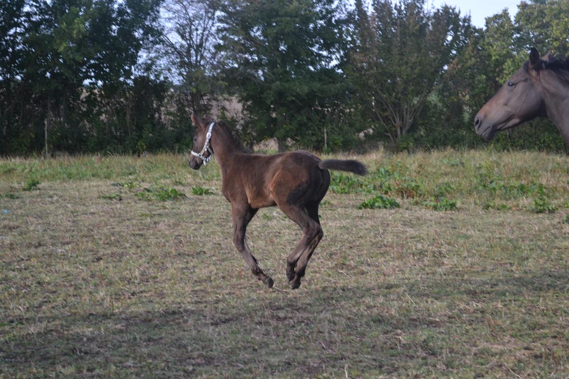 Anden særlig race Musique-Girl billede 26