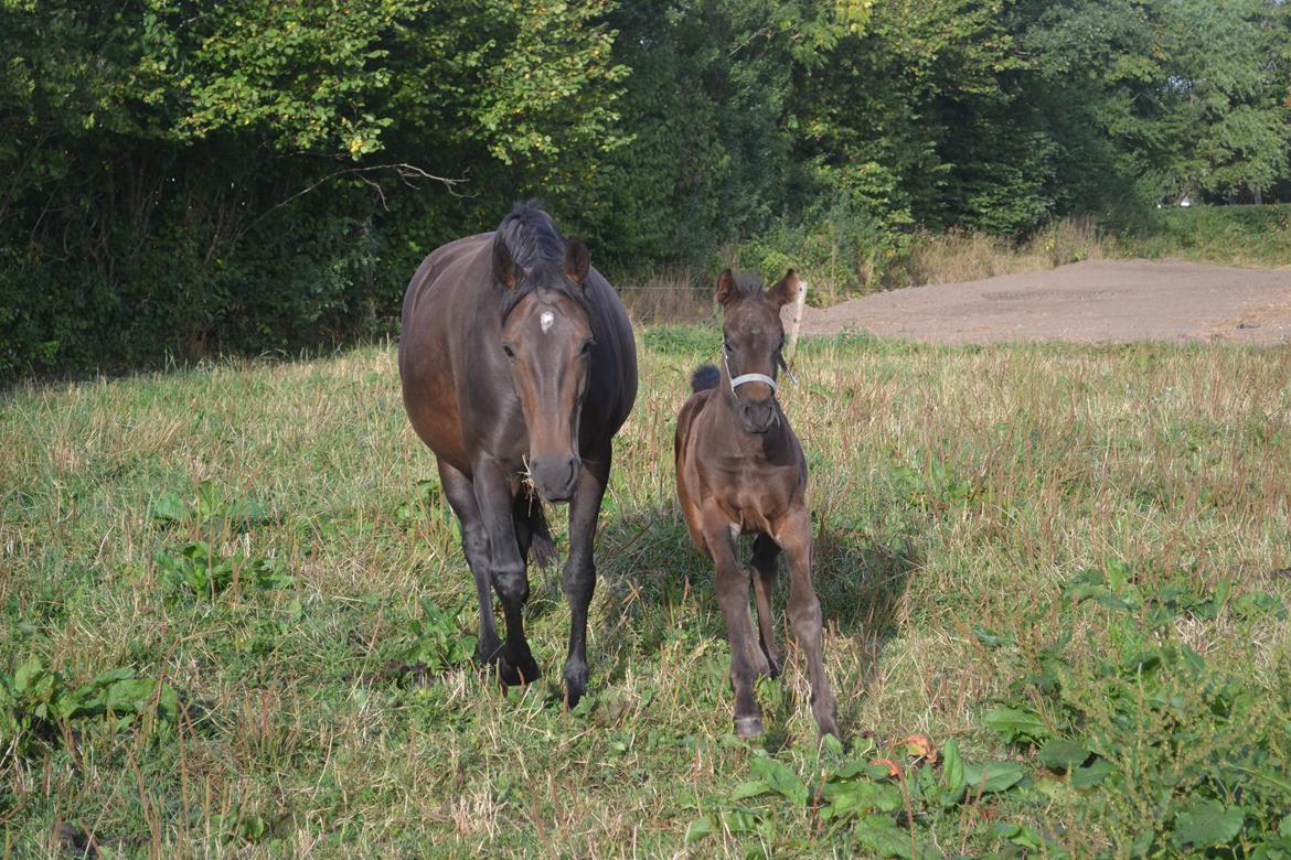 Anden særlig race Musique-Girl billede 27