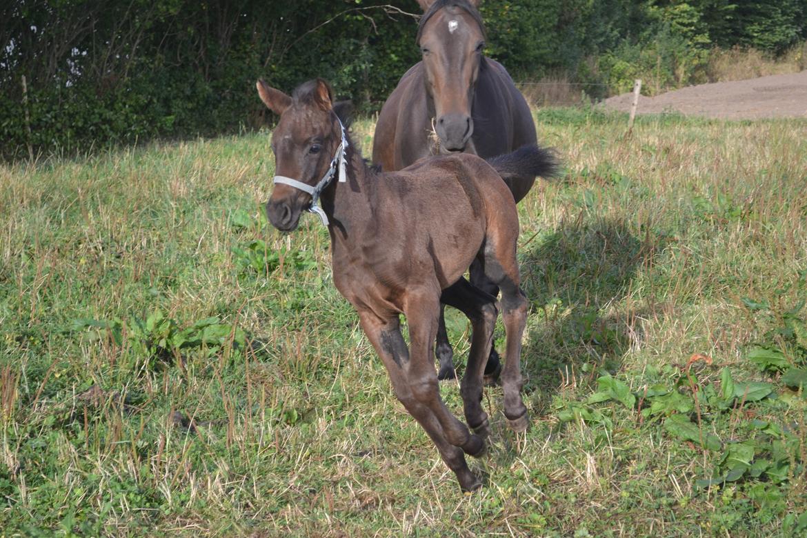 Anden særlig race Musique-Girl billede 28