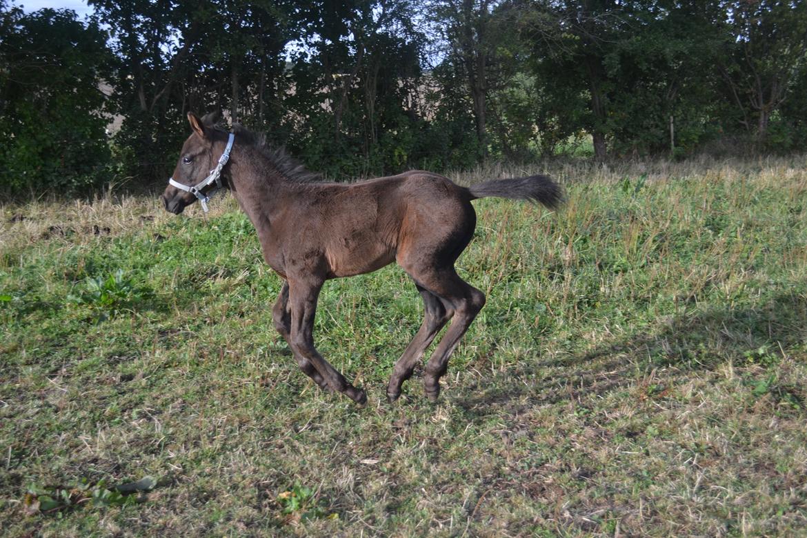 Anden særlig race Musique-Girl billede 29
