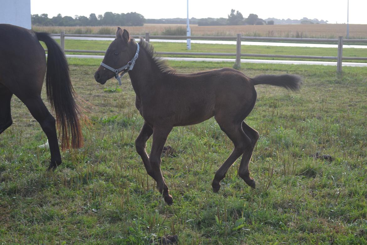 Anden særlig race Musique-Girl billede 30