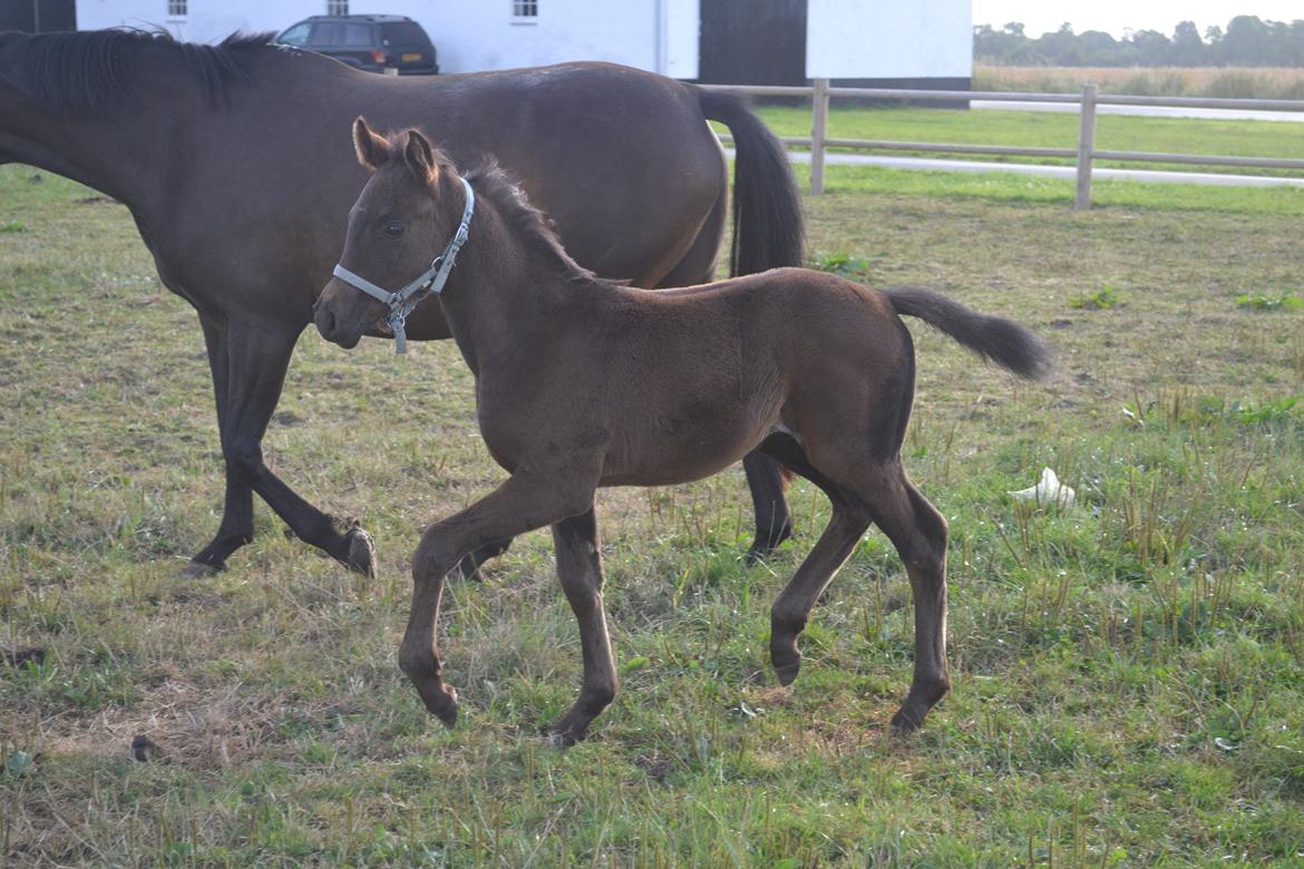 Anden særlig race Musique-Girl billede 31