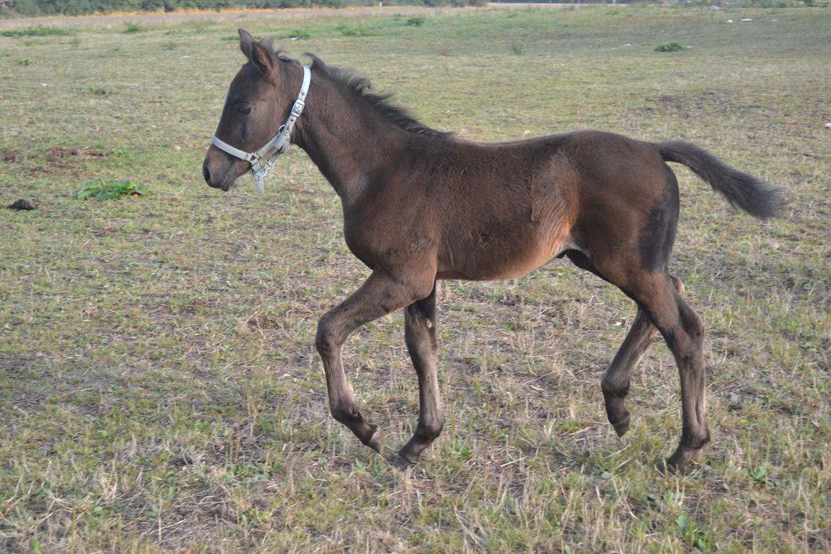 Anden særlig race Musique-Girl billede 32