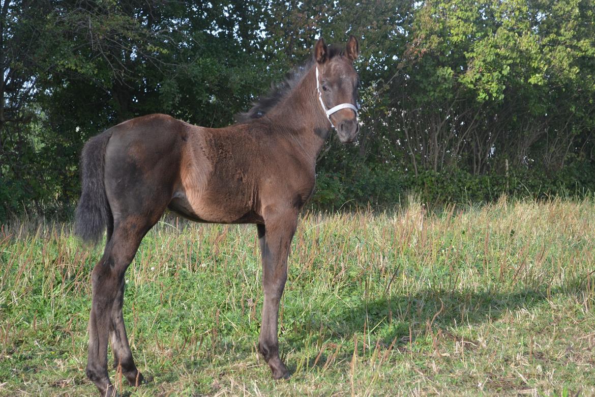 Anden særlig race Musique-Girl billede 33