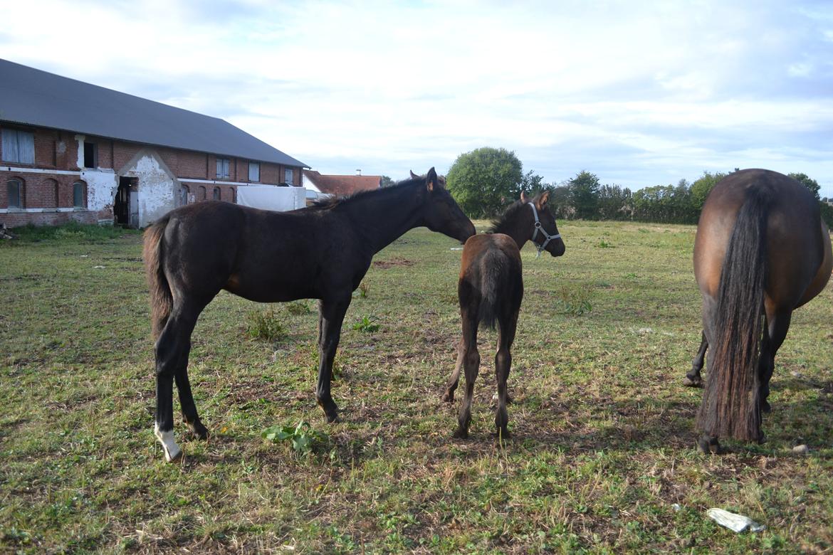 Anden særlig race Martinique billede 29