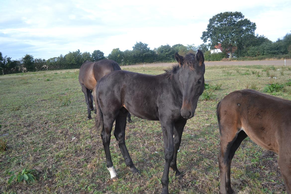 Anden særlig race Martinique billede 30