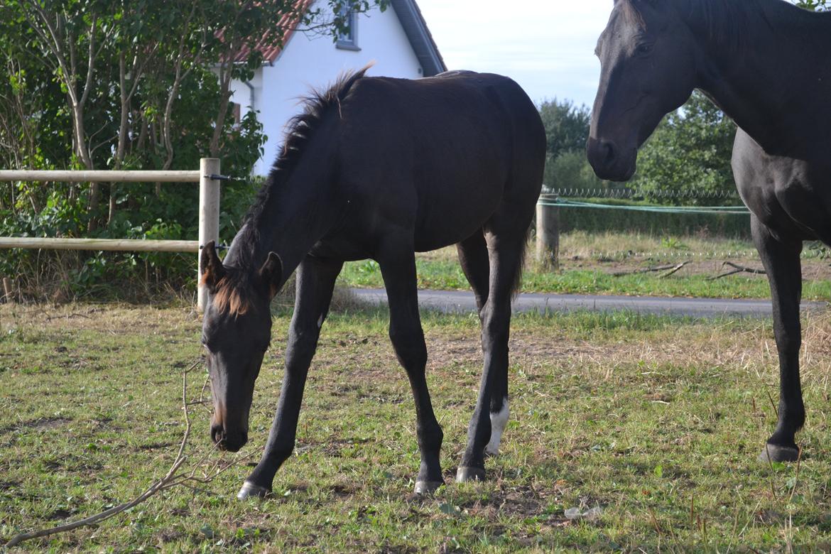 Anden særlig race Martinique billede 31