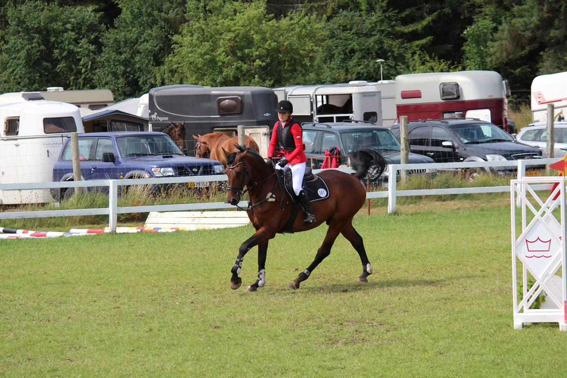 Holstener Coreano 3 - Jysk Rideuge 2013 billede 12