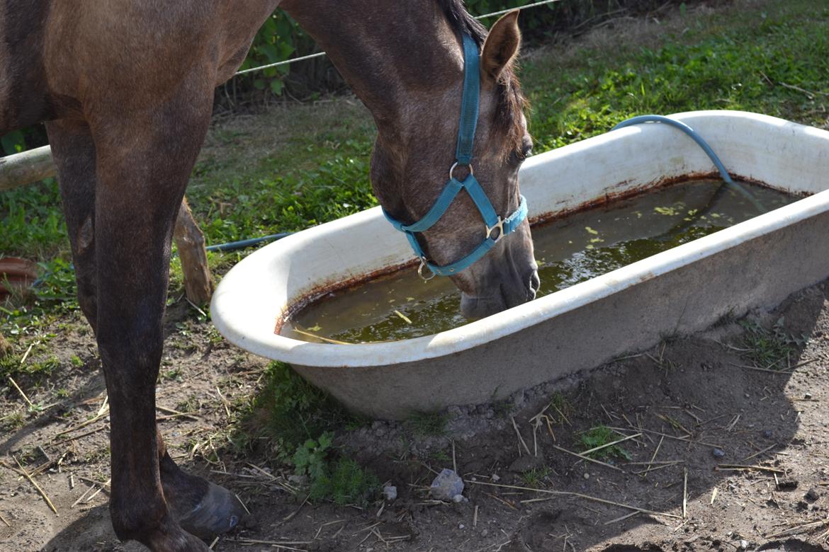 DSP Lundgårds Castillo billede 8