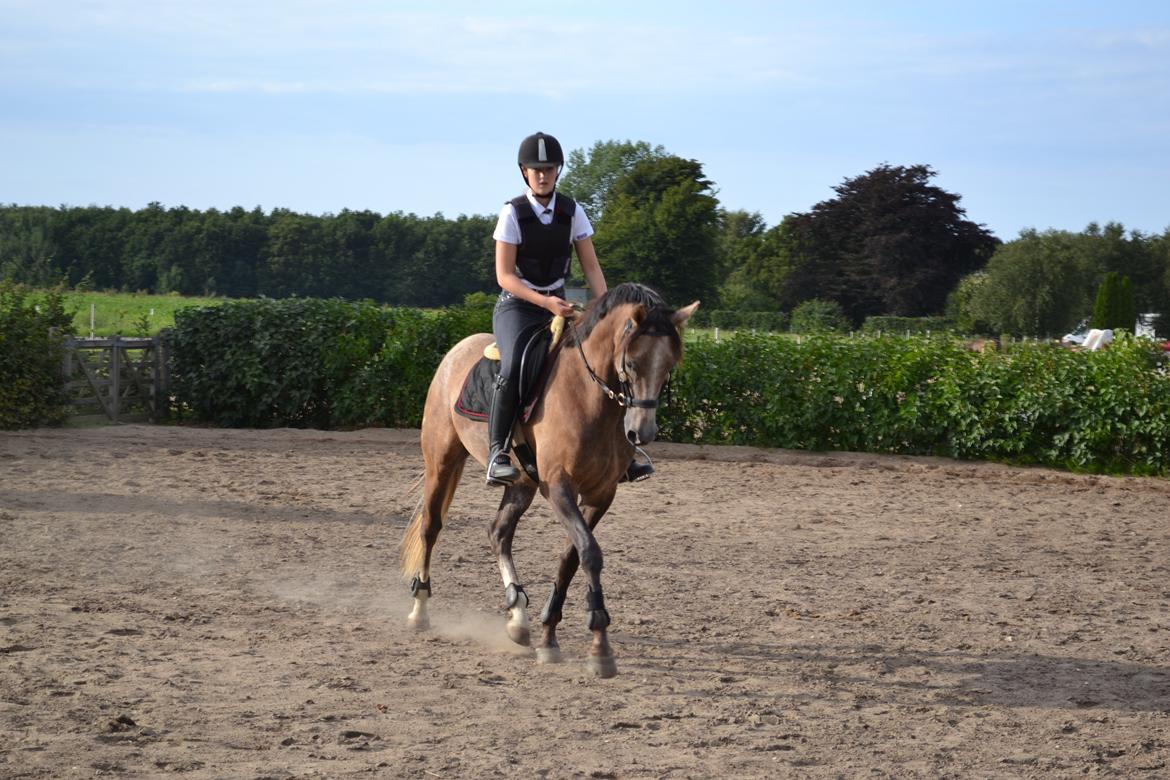 DSP Lundgårds Castillo billede 9