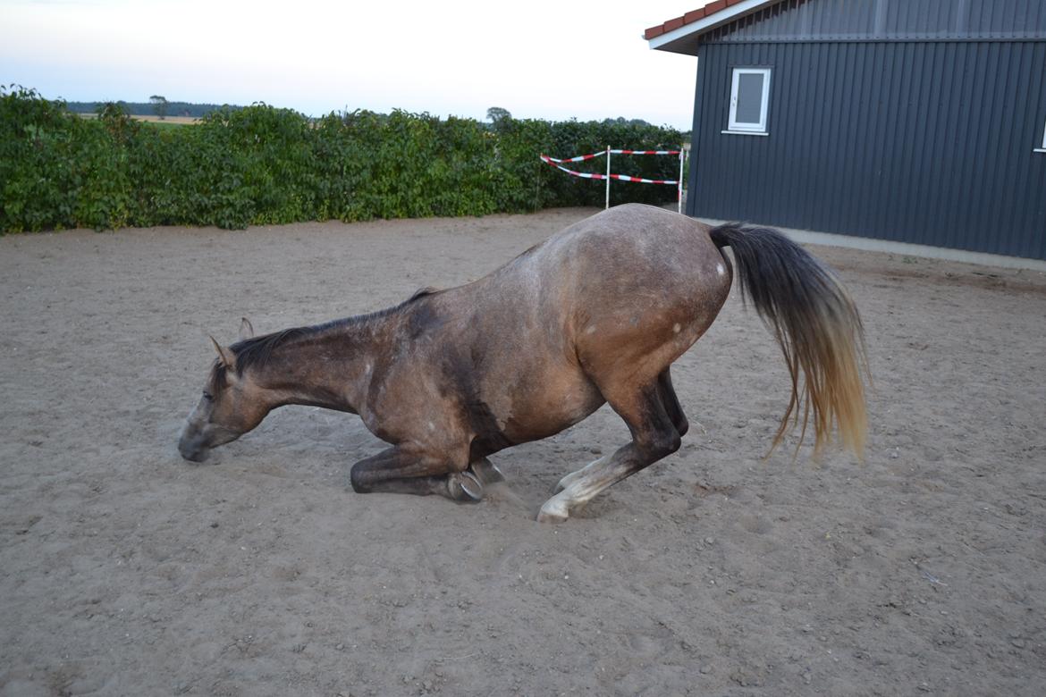 DSP Lundgårds Castillo billede 11