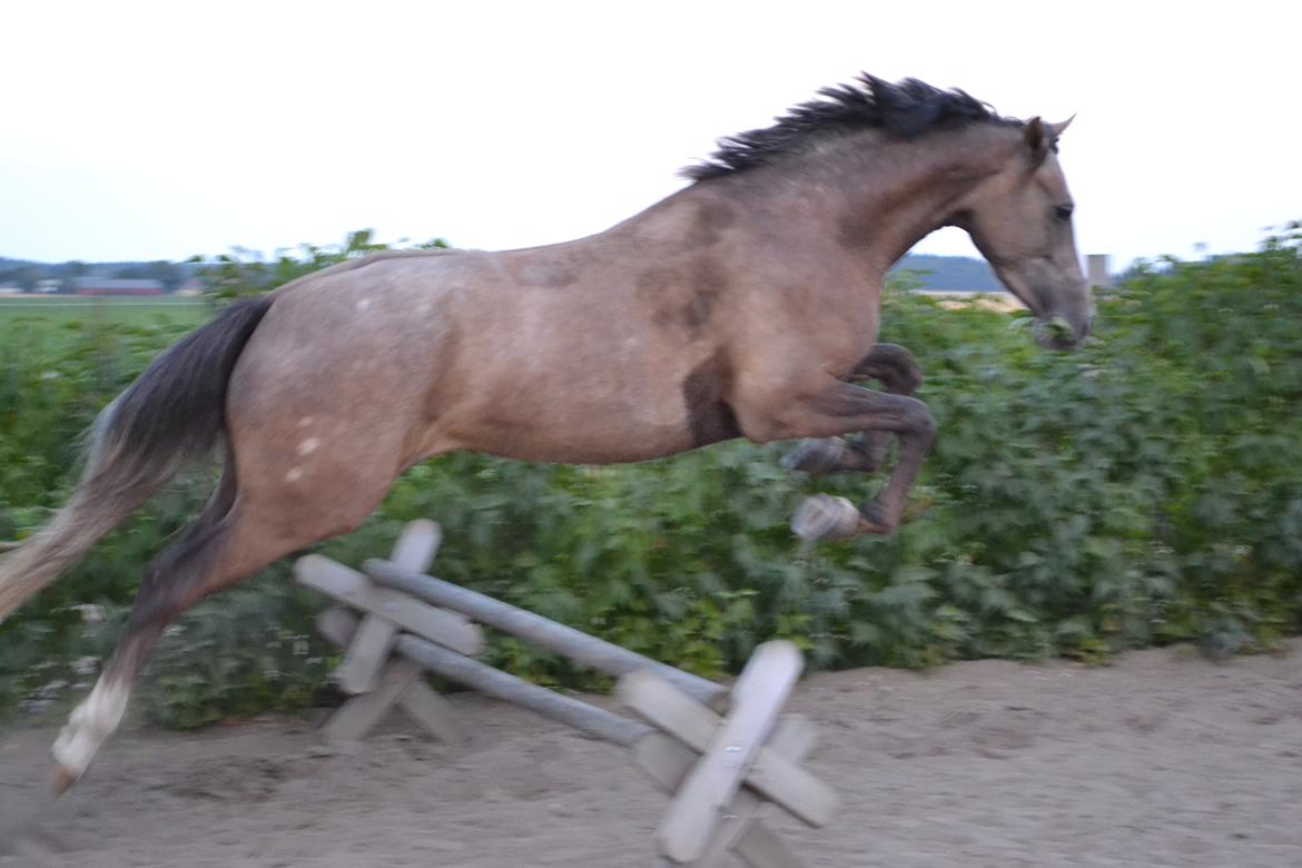 DSP Lundgårds Castillo billede 13