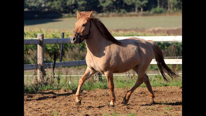 Anden særlig race Adonis billede 1